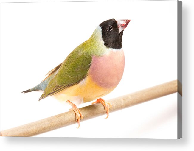 Animal Acrylic Print featuring the photograph Gouldian Finch Erythrura Gouldiae #4 by David Kenny