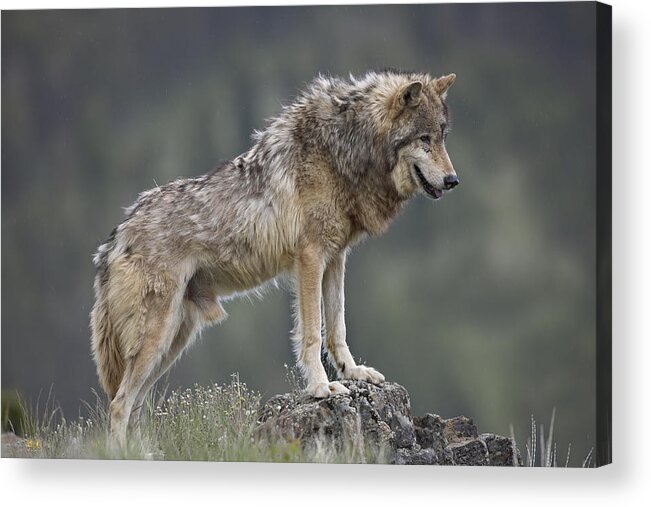 Feb0514 Acrylic Print featuring the photograph Gray Wolf North America #4 by Tim Fitzharris