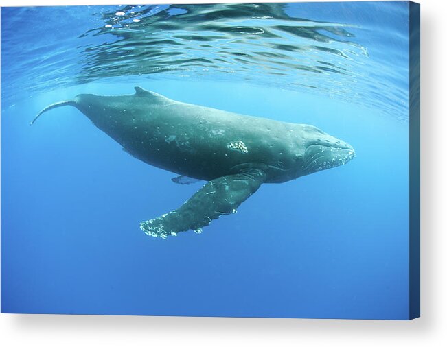 Underwater Acrylic Print featuring the photograph Humpback Whale #4 by M Swiet Productions