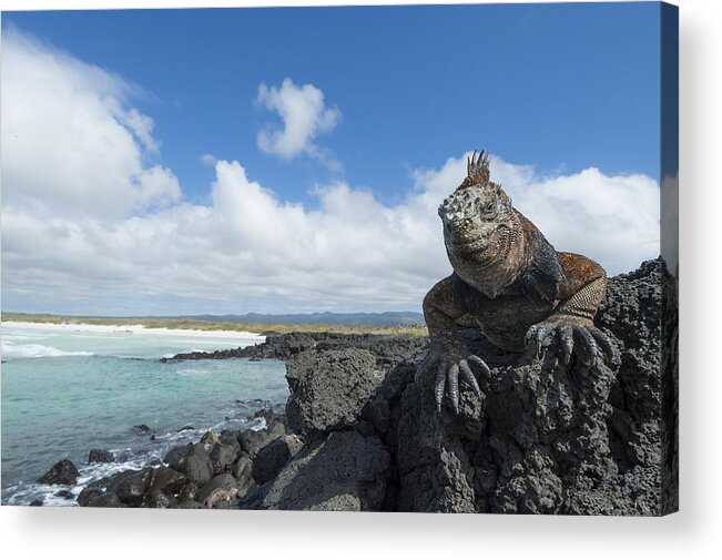 534137 Acrylic Print featuring the photograph Marine Iguana Tortuga Bay Galapagos #4 by Tui De Roy
