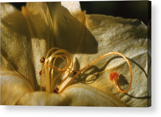 Retro Images Archive Acrylic Print featuring the photograph 4 O'clock Flower by Retro Images Archive