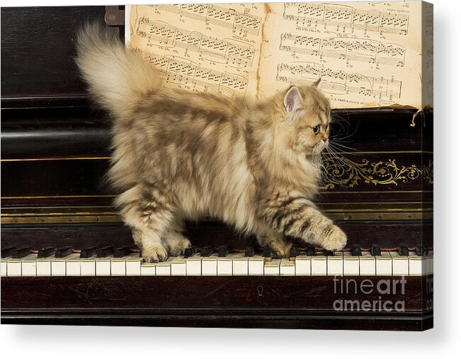 Cat Acrylic Print featuring the photograph Persian Cat #4 by Jean-Michel Labat