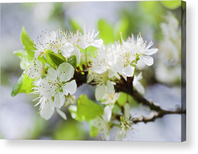Prunus Sp. Acrylic Print featuring the photograph Plum Blossom (prunus Sp) #4 by Gustoimages/science Photo Library
