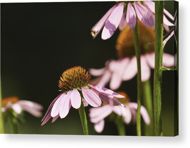 Purple Cone Flower Acrylic Print featuring the photograph Purple Cone Flower Echinacea #4 by Keith Webber Jr