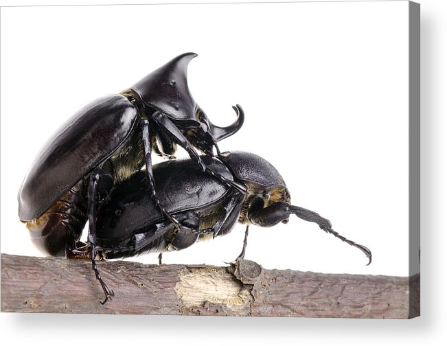 Animal Acrylic Print featuring the photograph Siamese rhinoceros beetles mating #4 by Science Photo Library
