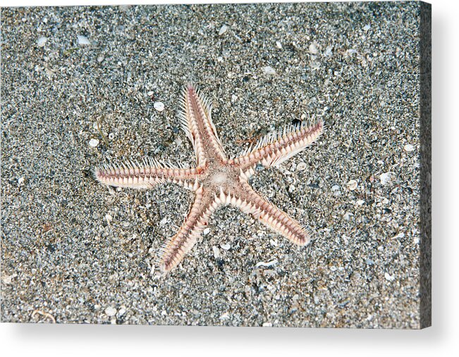 Two-spined Sea Star Acrylic Print featuring the photograph Two-spined Sea Star #4 by Andrew J. Martinez