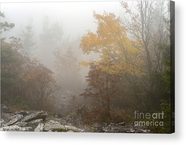 Autumn Acrylic Print featuring the photograph Autumn Fog Dolly Sods #5 by Thomas R Fletcher