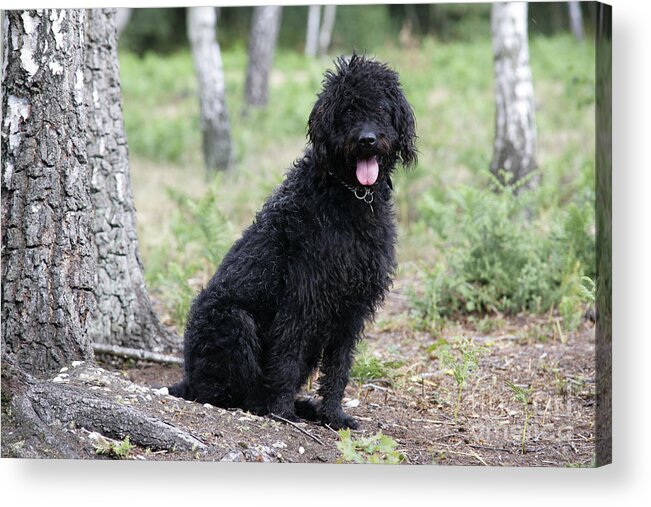Labradoodle Acrylic Print featuring the photograph Black Labradoodle #5 by John Daniels
