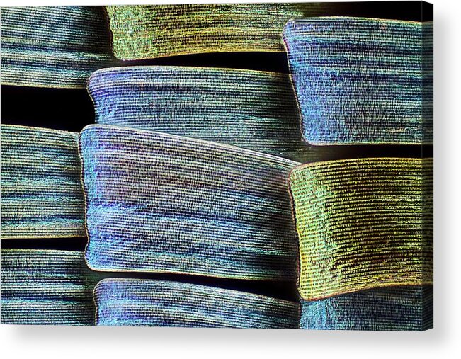 Wing Scale Acrylic Print featuring the photograph Butterfly Wing Scales #5 by Frank Fox/science Photo Library