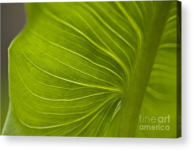 Beauty Acrylic Print featuring the photograph Calla Lily stem close up #5 by Jim Corwin