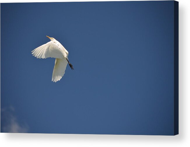 Wildlife Acrylic Print featuring the photograph 5- Cattle Egret by Joseph Keane