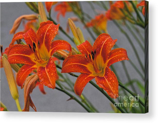Day Lilly Acrylic Print featuring the photograph Day Lilly by William Norton