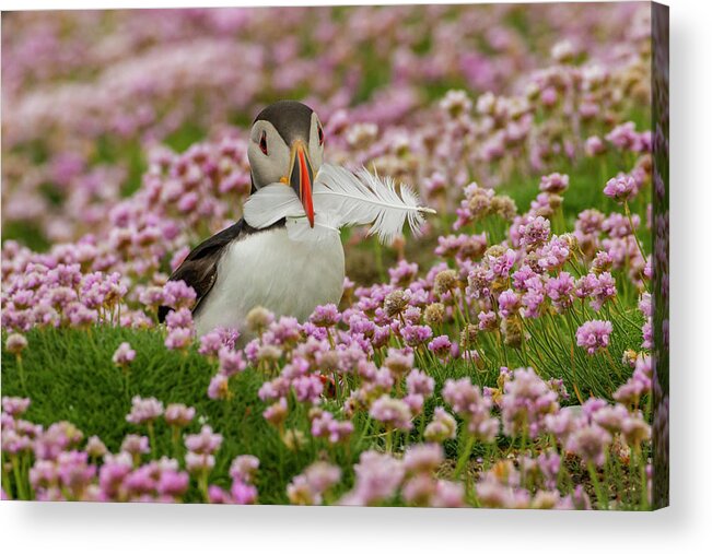 Atlantic Puffin Acrylic Print featuring the photograph Europe, Scotland, Shetland Islands #5 by Jaynes Gallery