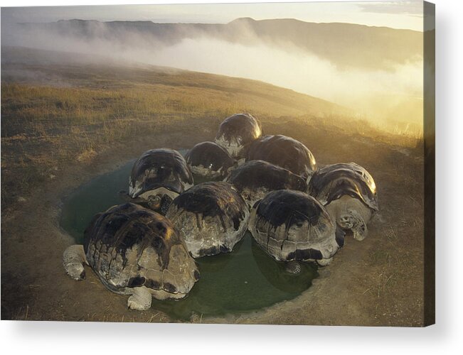 Feb0514 Acrylic Print featuring the photograph Galapagos Giant Tortoise Wallowing #5 by Tui De Roy