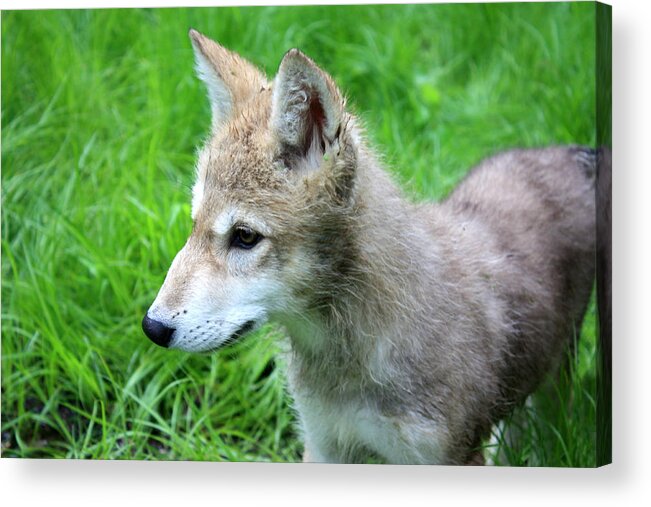 Wolf Acrylic Print featuring the photograph Gray Wolf Pup #5 by Amanda Stadther