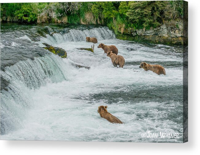 Alaska Acrylic Print featuring the photograph 5 Grizzlies by Joan Wallner
