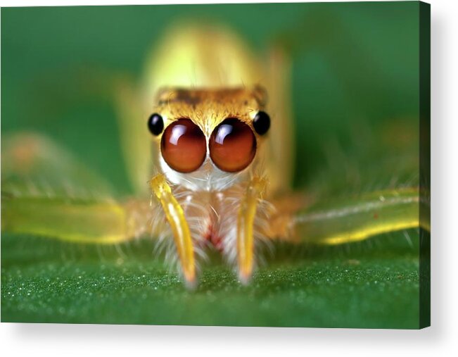 Animal Acrylic Print featuring the photograph Jumping Spider #5 by Alex Hyde
