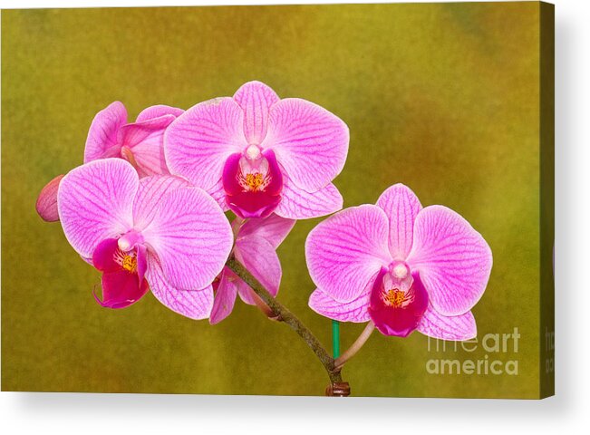 Plant Acrylic Print featuring the photograph Moth Orchid #5 by Millard H. Sharp