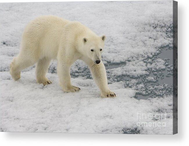 Polar Bear Acrylic Print featuring the photograph Polar Bear Walking On Ice #5 by John Shaw