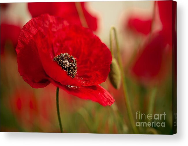 Poppy Acrylic Print featuring the photograph Poppy Dream #5 by Nailia Schwarz