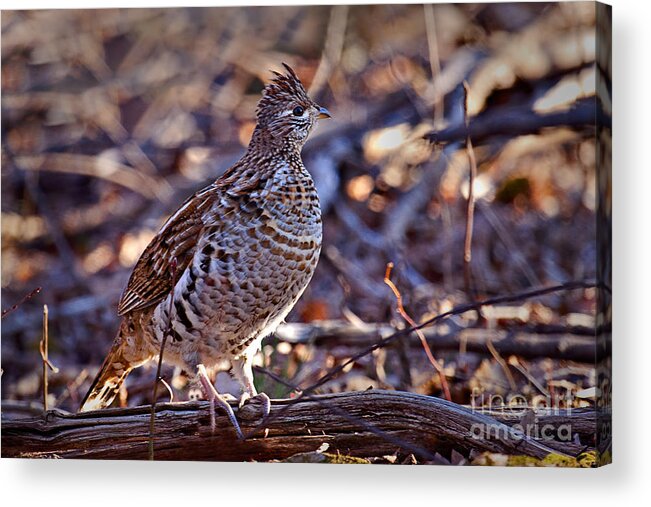 Bedford Acrylic Print featuring the photograph Ruffed Grouse by Ronald Lutz