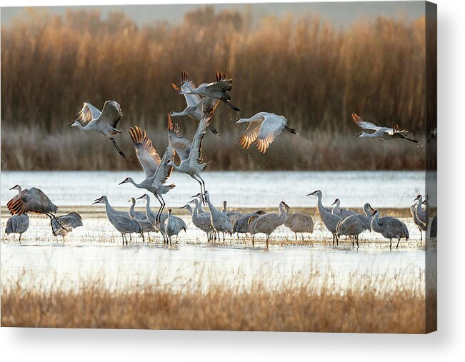 Behavior Acrylic Print featuring the photograph Sandhill Cranes Flying, Grus #5 by Maresa Pryor