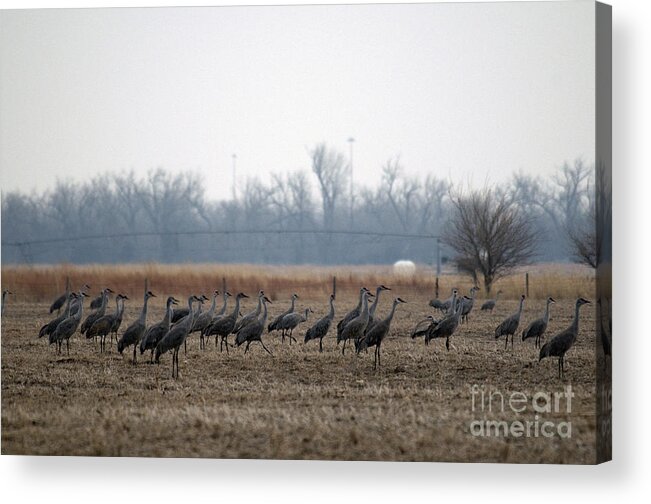 Animal Acrylic Print featuring the photograph Sandhill Cranes #5 by Mark Newman