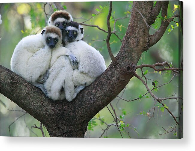 Jh Acrylic Print featuring the photograph Verreauxs Sifakas Cuddling by Cyril Ruoso