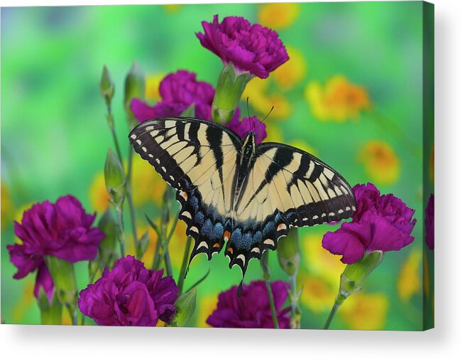 Black Acrylic Print featuring the photograph Eastern Tiger Swallowtail Butterfly #51 by Darrell Gulin