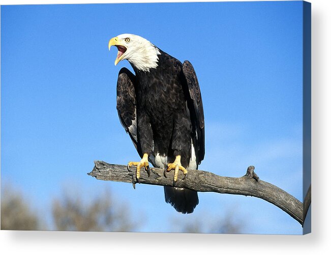 Accipitridae Acrylic Print featuring the photograph Bald Eagle #6 by Jeffrey Lepore
