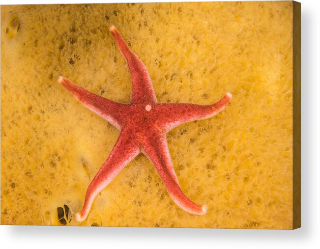 Blood Star Acrylic Print featuring the photograph Blood Star #6 by Andrew J. Martinez