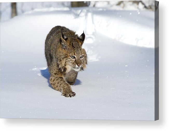 Cat Acrylic Print featuring the photograph Bobcat Felis Rufus #6 by Carol Gregory