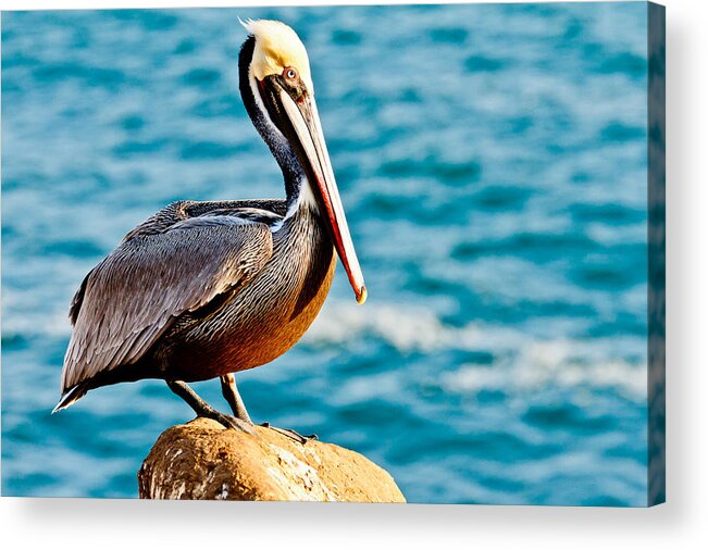 Pelican Acrylic Print featuring the photograph Brown Pelican #6 by Ben Graham