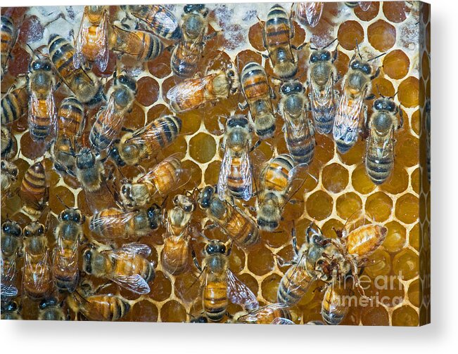 Insect Acrylic Print featuring the photograph Honey Bees In Hive #6 by Millard H. Sharp