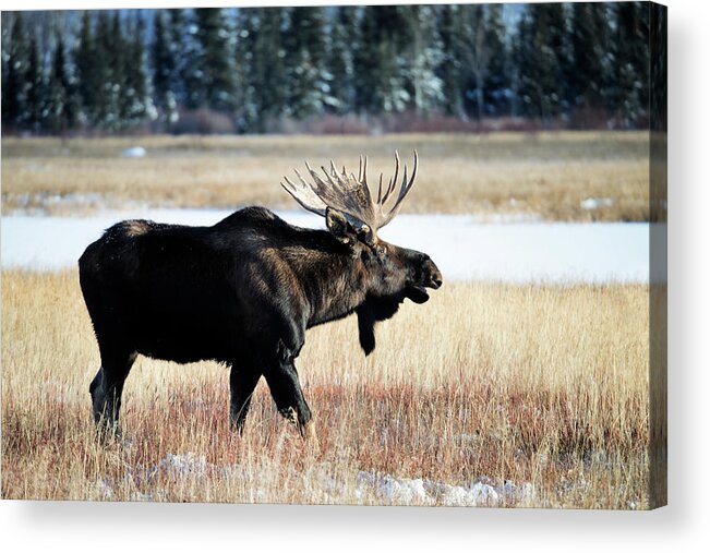 Grass Acrylic Print featuring the photograph Moose, Alces Alces #6 by Mark Newman