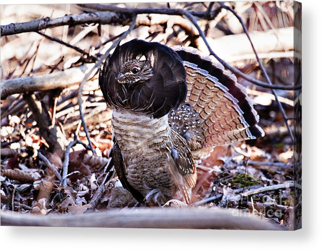 Bedford Acrylic Print featuring the photograph Ruffed Grouse #6 by Ronald Lutz
