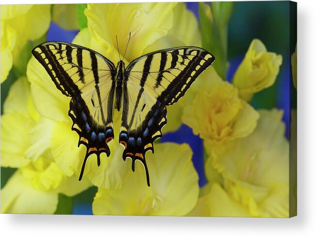 Black Acrylic Print featuring the photograph Two-tailed Swallowtail Butterfly #6 by Darrell Gulin