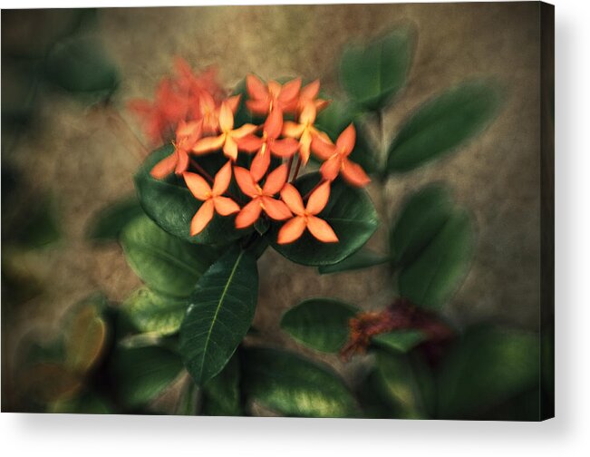 Flower Acrylic Print featuring the photograph Untitled #6 by Celso Bressan