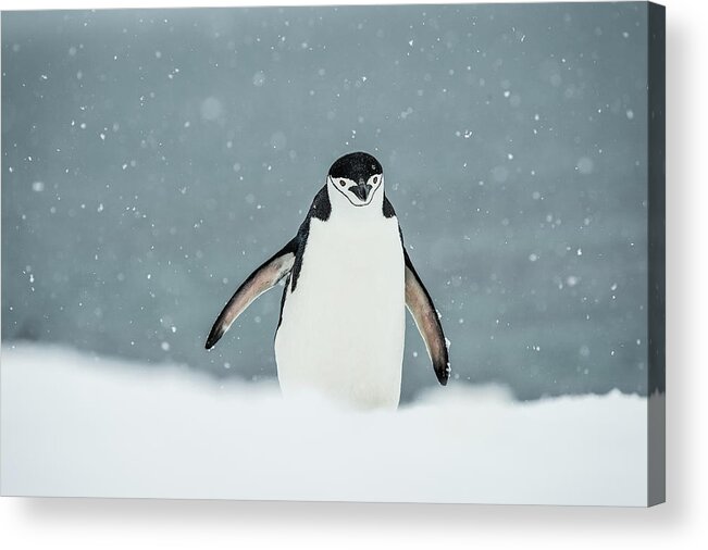 Antarctic Ocean Acrylic Print featuring the photograph Chinstrap Penguin Pygoscelis #7 by Deb Garside