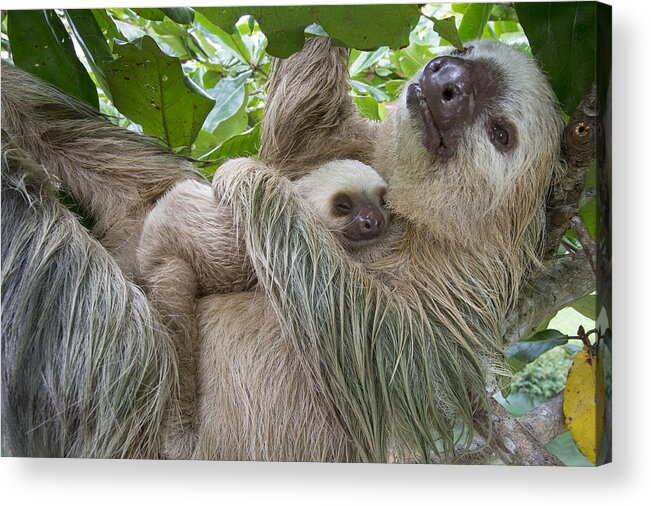 Suzi Eszterhas Acrylic Print featuring the photograph Hoffmanns Two-toed Sloth And Old Baby #7 by Suzi Eszterhas