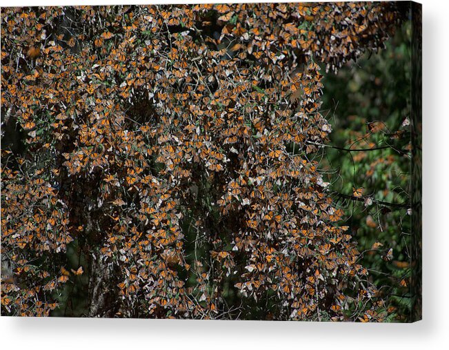Animals Acrylic Print featuring the digital art Monarch Butterflies #7 by Carol Ailles