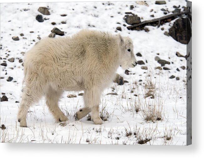Animal Acrylic Print featuring the photograph Mountain Goat #7 by Mark Newman
