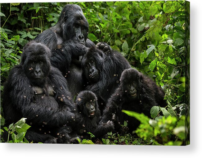 Gorilla Acrylic Print featuring the photograph Oil Exploratin Threatens Virunga #7 by Brent Stirton