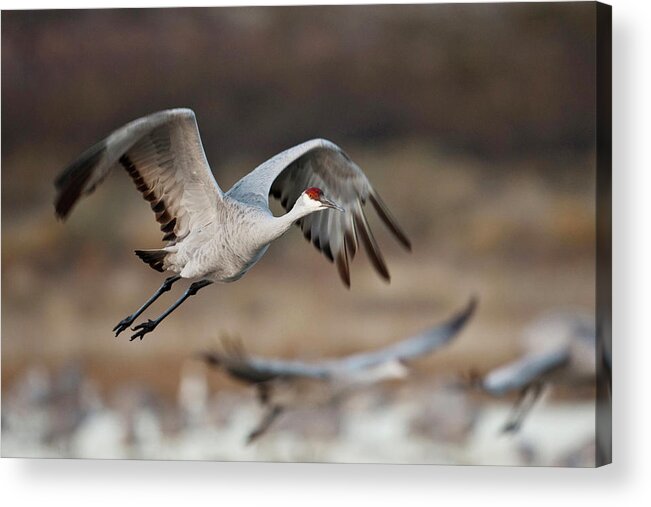 Bird Acrylic Print featuring the photograph Sandhill Crane (grus Canadensis #7 by Larry Ditto