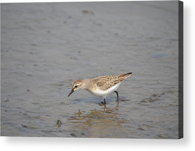 Birds Acrylic Print featuring the photograph Semipalmated Sandpiper #7 by James Petersen