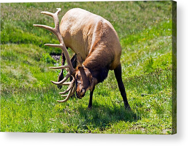 Bull Acrylic Print featuring the photograph Wapiti Elk in Rocky Mountain National Park #7 by Fred Stearns