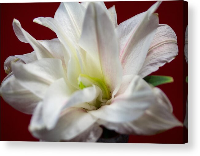 White Lilly Acrylic Print featuring the photograph White Lilly #7 by Susan Jensen