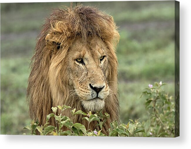 Africa Acrylic Print featuring the photograph Africa, Tanzania, Serengeti #8 by Charles Sleicher