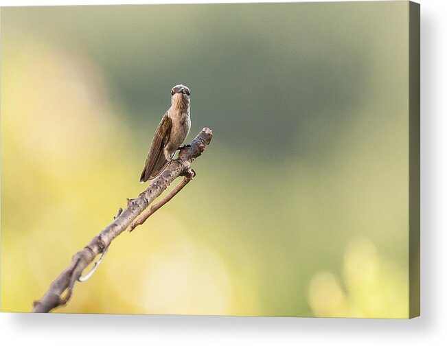 Hummingbirds Acrylic Print featuring the photograph Hummingbirds #8 by Victor Culpepper