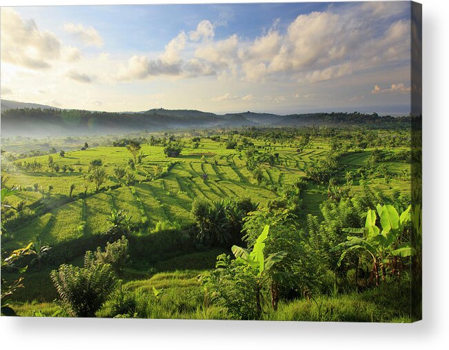 Scenics Acrylic Print featuring the photograph Indonesia, Bali, Rice Fields And #9 by Michele Falzone